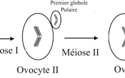 ovocytes Ovocytes