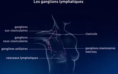 anatomie sein ganglions Anatomie sein, glande mammaire